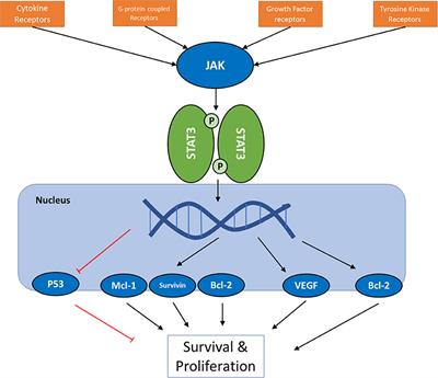 Frontiers | “Do We Know Jack” About JAK? A Closer Look At JAK/STAT ...